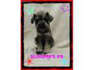 Mutt Puppy for sale in Covington, KY, USA