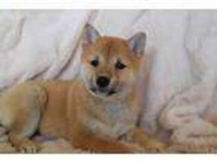 Shiba Inu Puppy for sale in Riceville, IA, USA