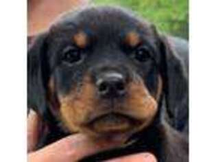 Rottweiler Puppy for sale in Lebanon, OH, USA