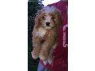 Cavapoo Puppy for sale in North Branch, MN, USA