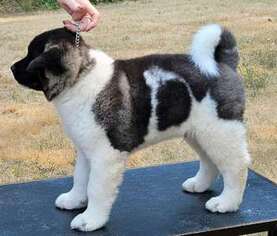 Akita Puppy for sale in Philomath, OR, USA