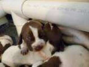 German Shorthaired Pointer Puppy for sale in Carthage, TN, USA