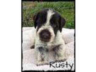 German Wirehaired Pointer Puppy for sale in Abbeville, SC, USA