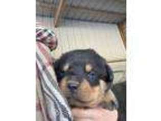 Rottweiler Puppy for sale in Walker, MO, USA