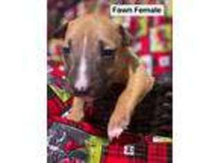 Bull Terrier Puppy for sale in Morton, MS, USA