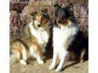 Shetland Sheepdog Puppy for sale in Colorado Springs, CO, USA