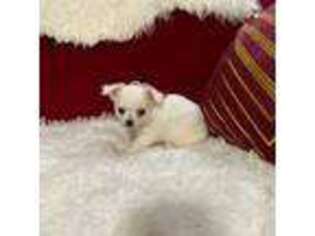 Chihuahua Puppy for sale in Lake Placid, FL, USA