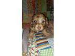 Dachshund Puppy for sale in Bedford, IN, USA