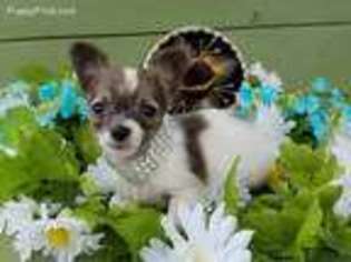 Chihuahua Puppy for sale in Pottersville, MO, USA