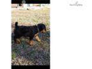 Airedale Terrier Puppy for sale in Tulsa, OK, USA