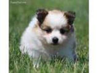 Pomeranian Puppy for sale in Muskegon, MI, USA