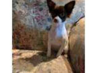 Chihuahua Puppy for sale in Sylva, NC, USA