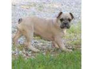 French Bulldog Puppy for sale in Syracuse, IN, USA