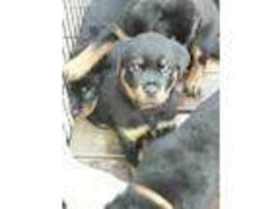 Rottweiler Puppy for sale in Pittsburg, CA, USA