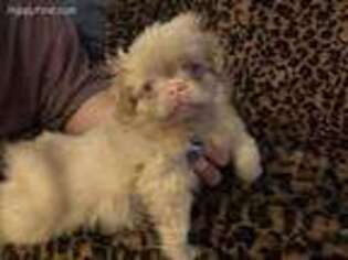 Pekingese Puppy for sale in Clover, SC, USA