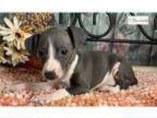 Italian Greyhound Puppy for sale in Fort Smith, AR, USA