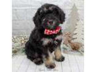 Schnoodle (Standard) Puppy for sale in Kernersville, NC, USA