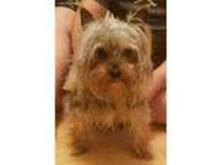 Yorkshire Terrier Puppy for sale in Wheaton, MO, USA