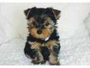 Yorkshire Terrier Puppy for sale in Clifton, NJ, USA