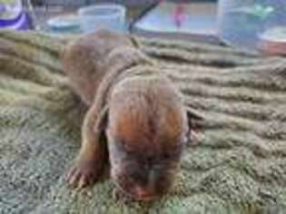 Cane Corso Puppy for sale in Cottondale, FL, USA