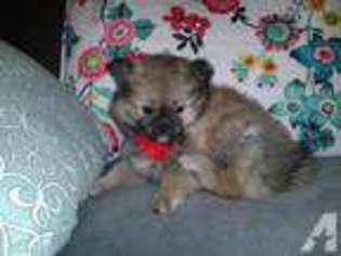 Pomeranian Puppy for sale in SAN MARCOS, CA, USA