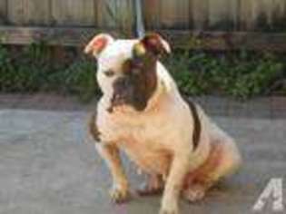 American Bulldog Puppy for sale in HOMESTEAD, FL, USA