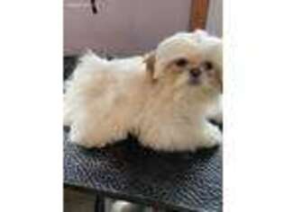 Mutt Puppy for sale in Carrollton, OH, USA