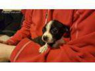 Boston Terrier Puppy for sale in Jersey City, NJ, USA