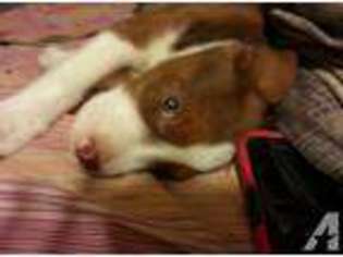 Labrador Retriever Puppy for sale in DICKINSON, TX, USA