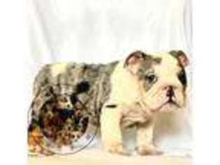 Bulldog Puppy for sale in Rochester, NY, USA