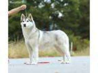Siberian Husky Puppy for sale in Fort Worth, TX, USA