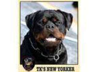 Rottweiler Puppy for sale in Denton, MD, USA