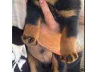 Rottweiler Puppy for sale in Apple Valley, CA, USA