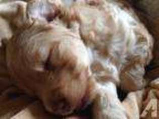 Labradoodle Puppy for sale in LA FAYETTE, GA, USA
