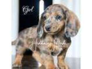 Dachshund Puppy for sale in Locust Grove, OK, USA
