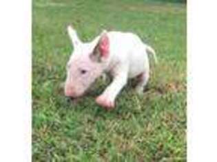 Bull Terrier Puppy for sale in Van Buren, AR, USA