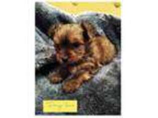 Yorkshire Terrier Puppy for sale in Decaturville, TN, USA