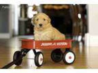 Golden Retriever Puppy for sale in Champaign, IL, USA