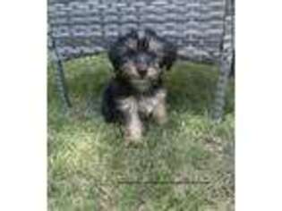 Yorkshire Terrier Puppy for sale in Conyers, GA, USA