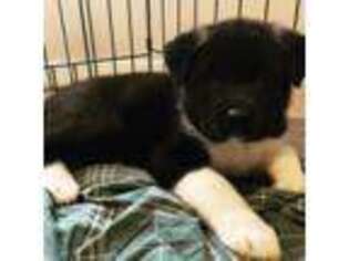 Akita Puppy for sale in Stafford, VA, USA