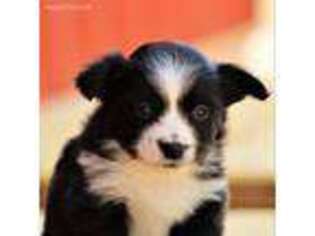 Miniature Australian Shepherd Puppy for sale in Liberty, KY, USA