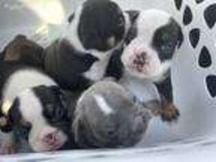 Bulldog Puppy for sale in Chesterfield, VA, USA