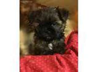 Shorkie Tzu Puppy for sale in Coatesville, PA, USA