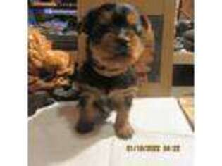 Yorkshire Terrier Puppy for sale in Rocky Face, GA, USA