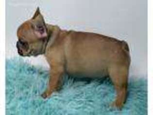 French Bulldog Puppy for sale in Leander, TX, USA