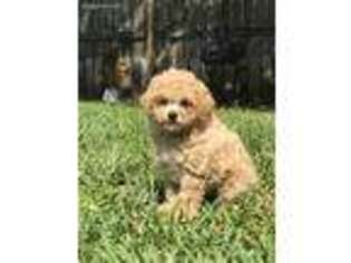 Mutt Puppy for sale in Port Saint Joe, FL, USA