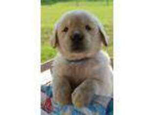 Golden Retriever Puppy for sale in Springfield Center, NY, USA