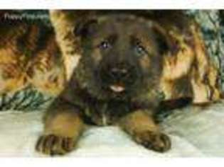 German Shepherd Dog Puppy for sale in Brownsville, KY, USA