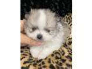 Pomeranian Puppy for sale in Greenville, GA, USA