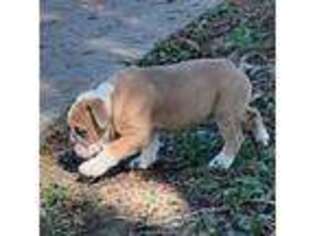 Olde English Bulldogge Puppy for sale in Poteet, TX, USA